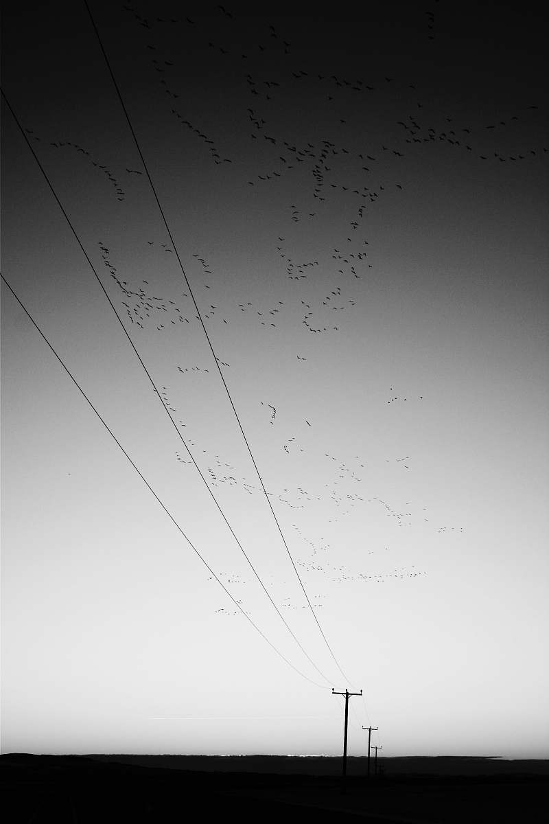 animal birds flying over electric cables grayscale photo flock