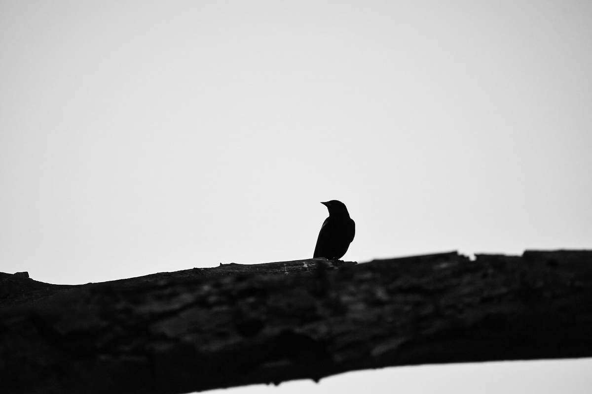 animal black bird on branch bird