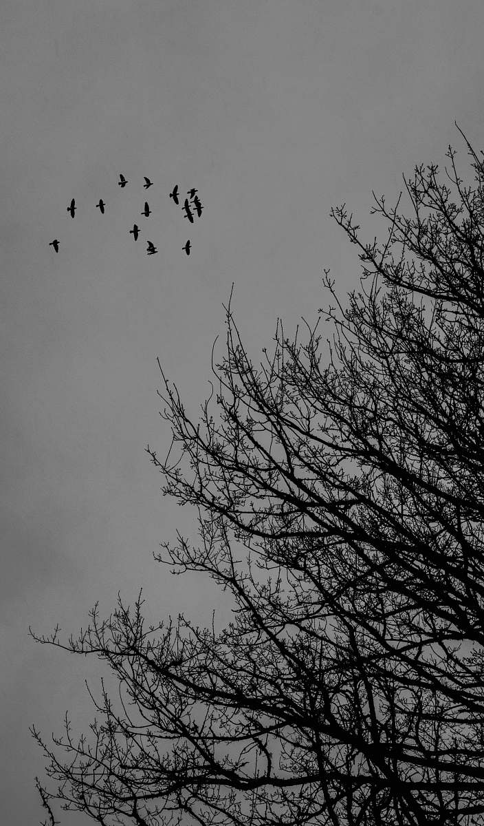 silhouette flock of birds nature