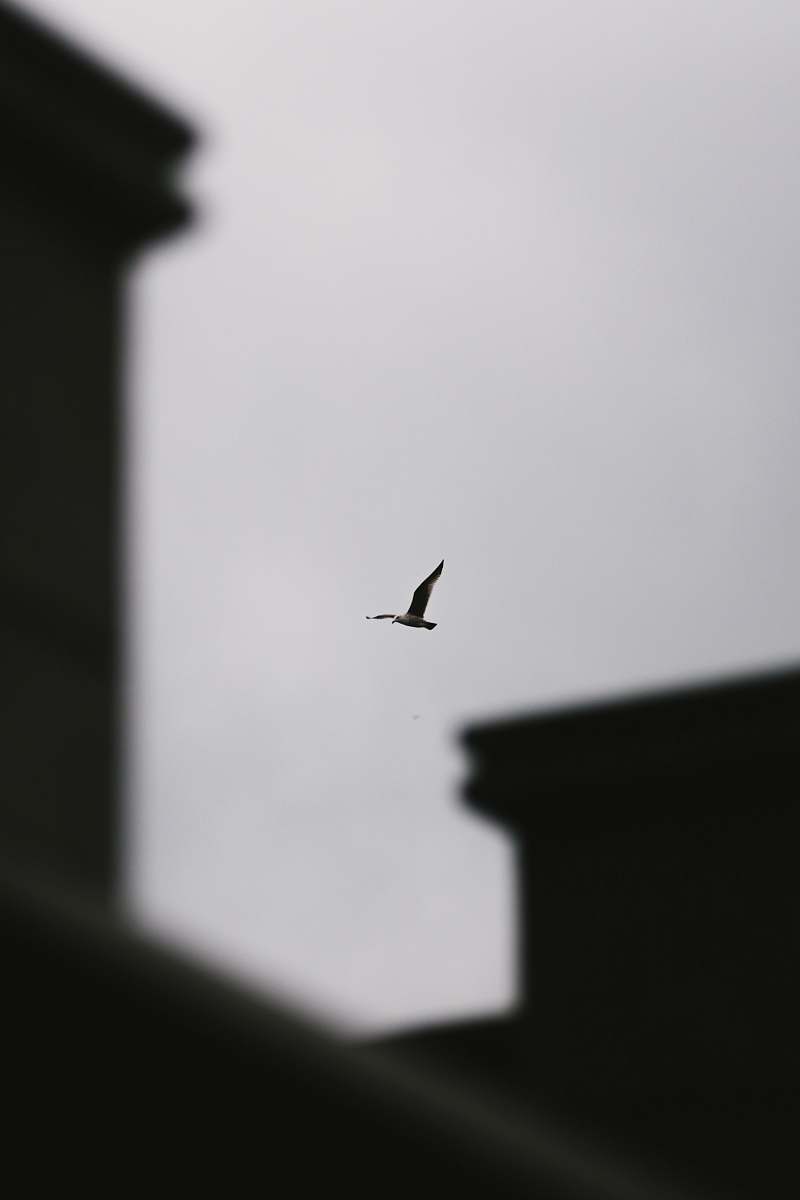 silhouette flying bird in the sky grey