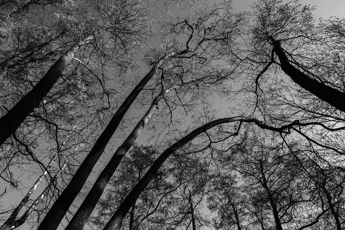 plant grayscale photo of bare tree tree
