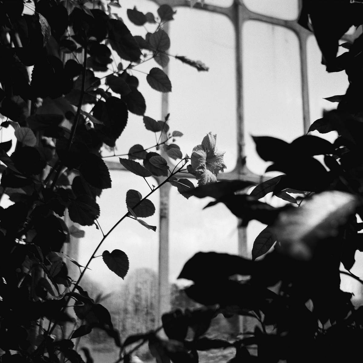 plant green-leafed plant leaf