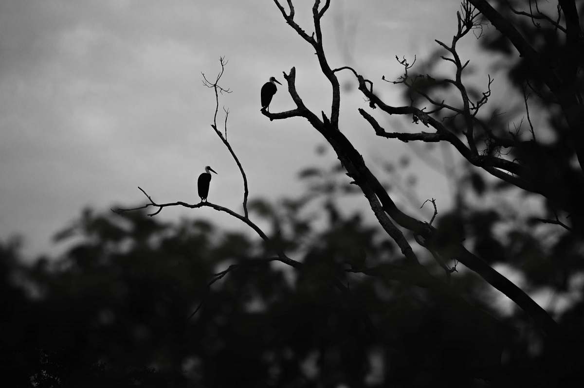 animal leafless tree bird