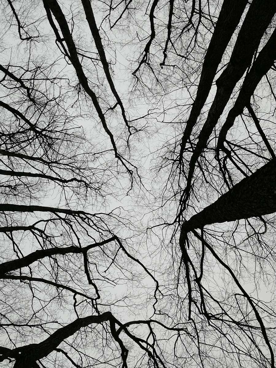 tree silhouette of bare trees plant