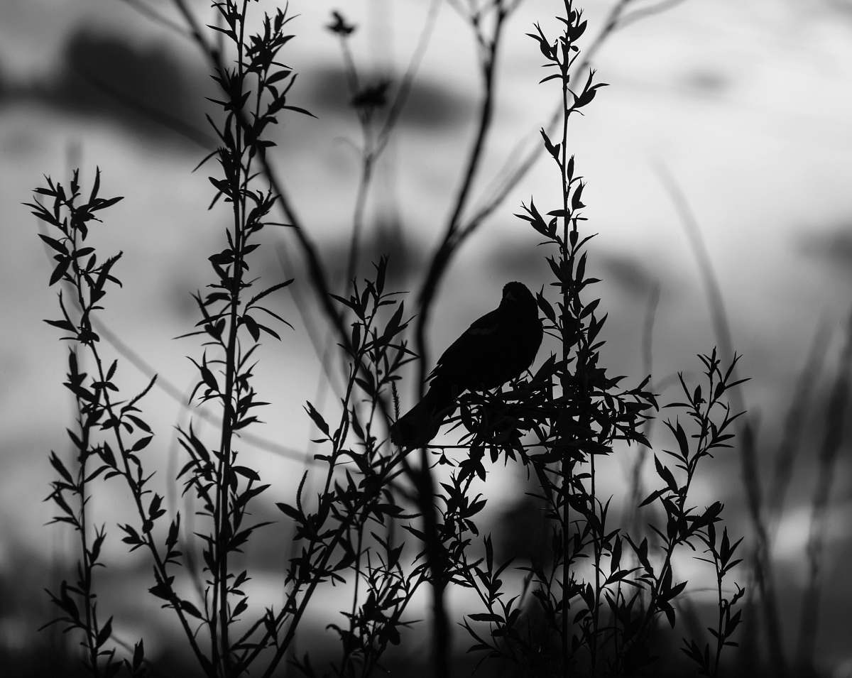 animal silhouette of bird bird