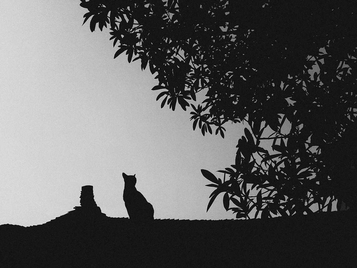 silhouette silhouette of cat sitting on roof under tree cat