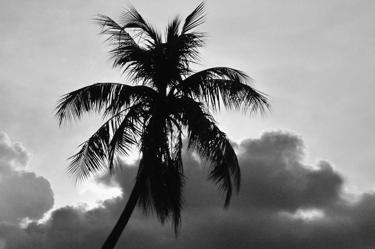tree silhouette of coconut palm tree arecaceae