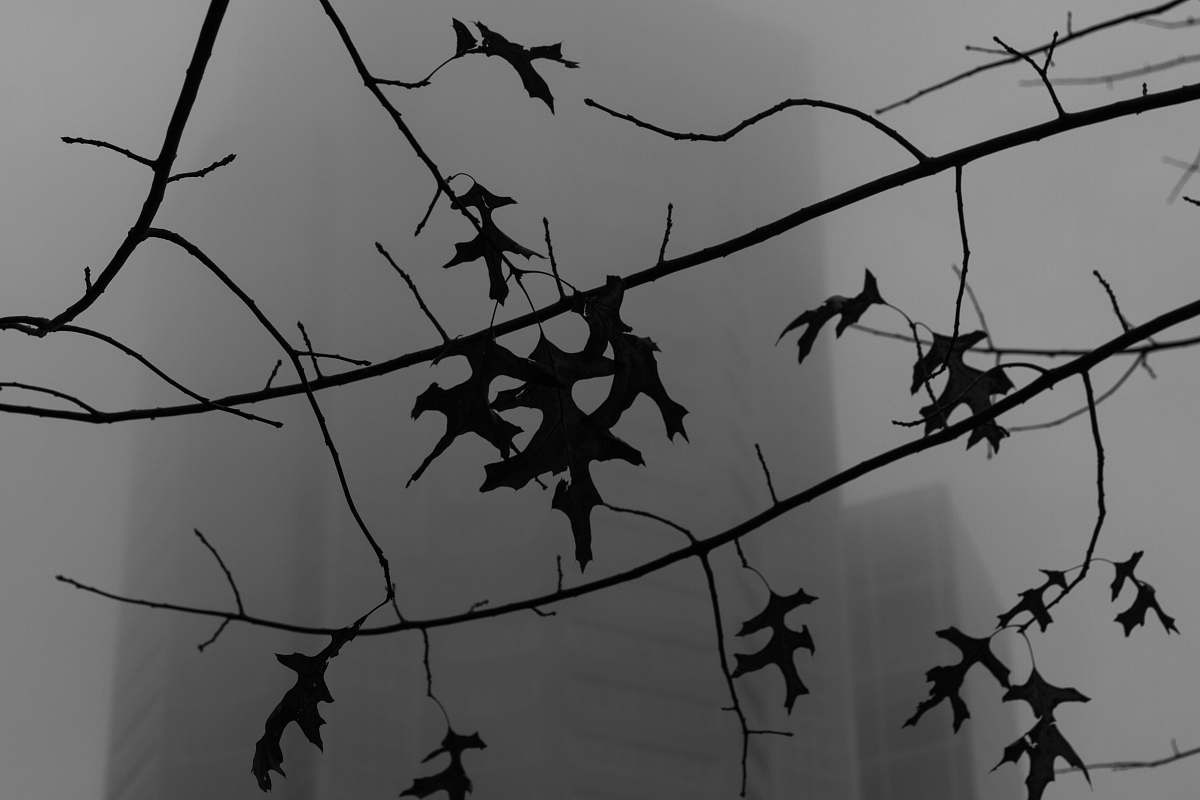 silhouette silhouette of plant leaves melbourne
