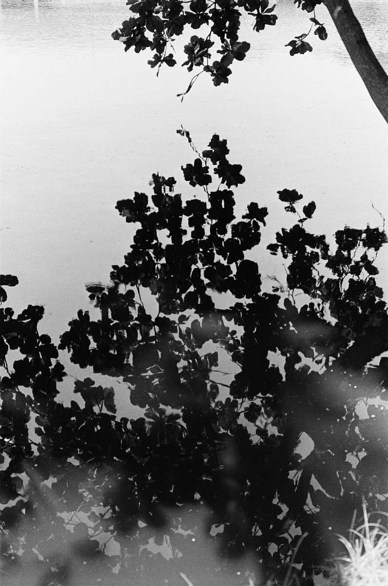 plant silhouette of tree close-up photography leaf