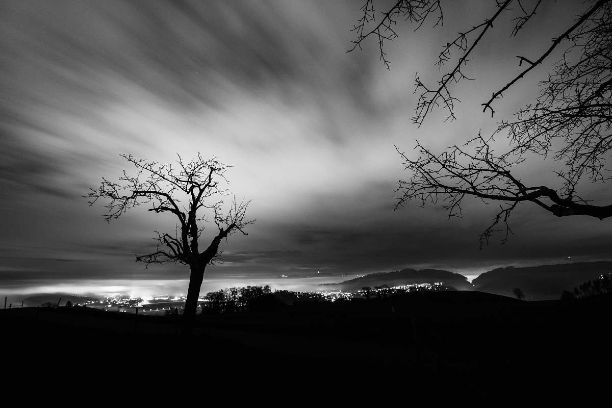 tree silhouette of tree under grey sky plant
