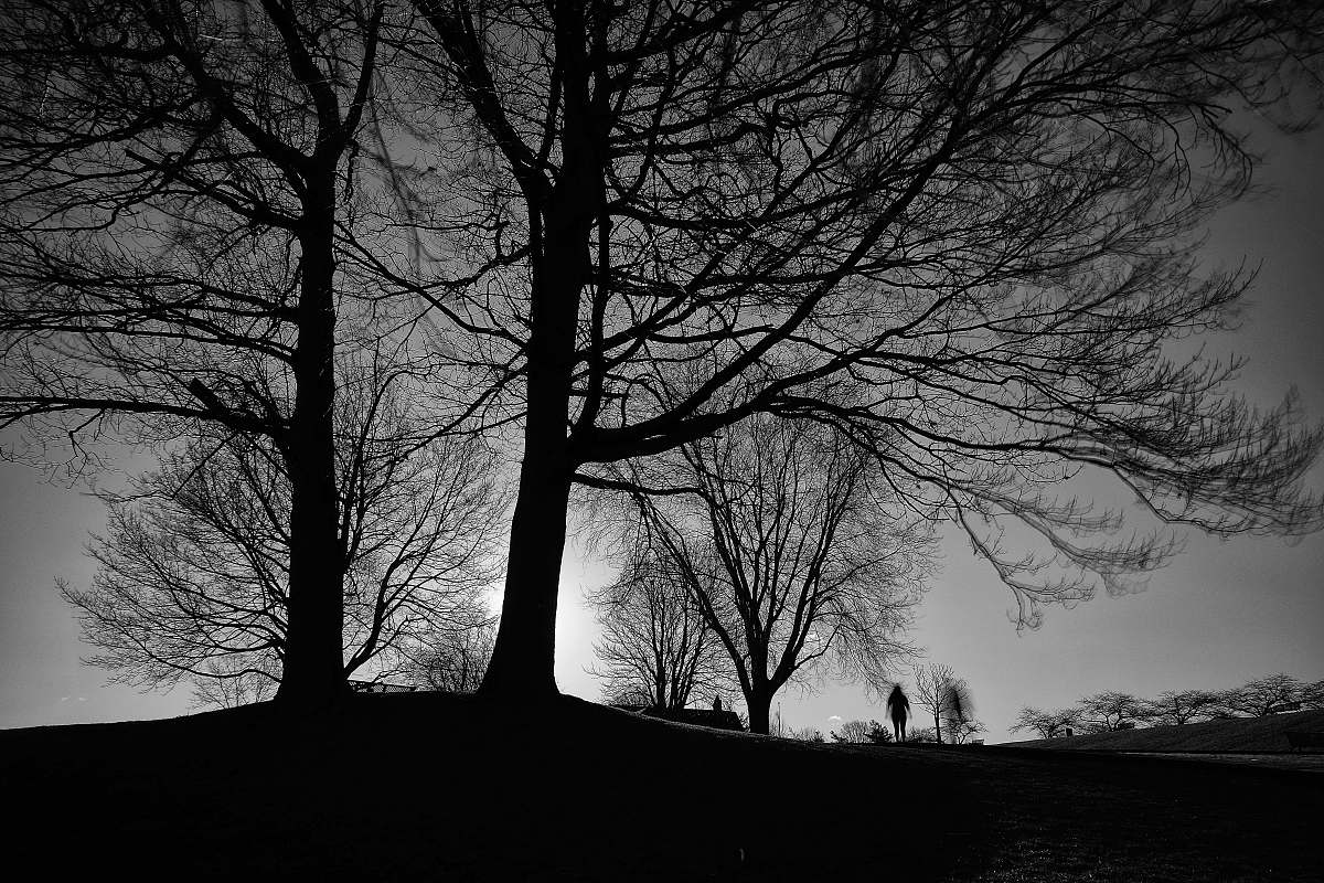 plant silhouette of trees tree