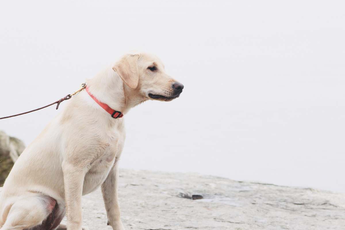 pet yellow Labrador retriever sitting in white surface dog