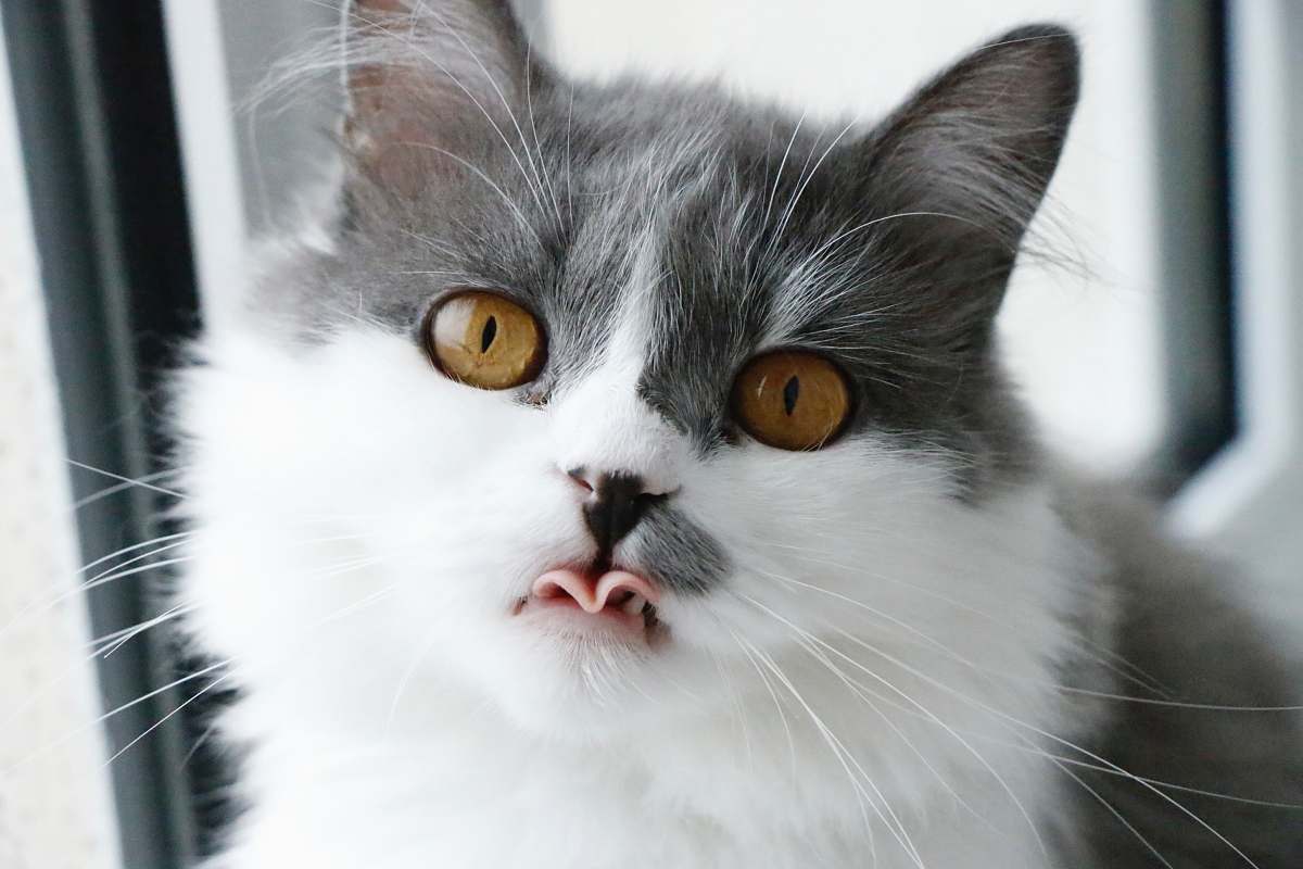 animal gray and white cat showing tongue mammal