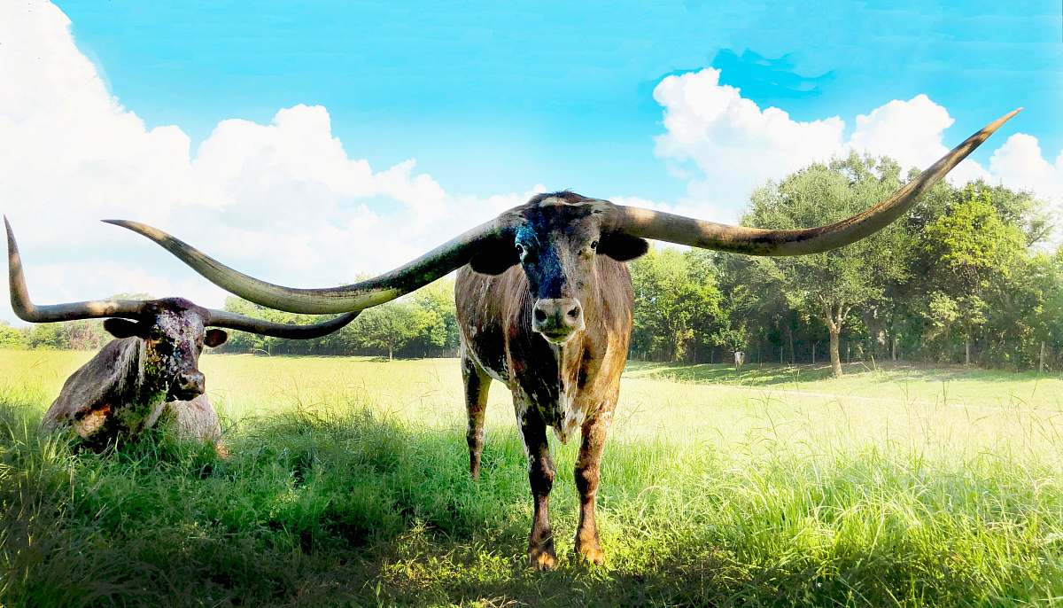mammal brown cow longhorn