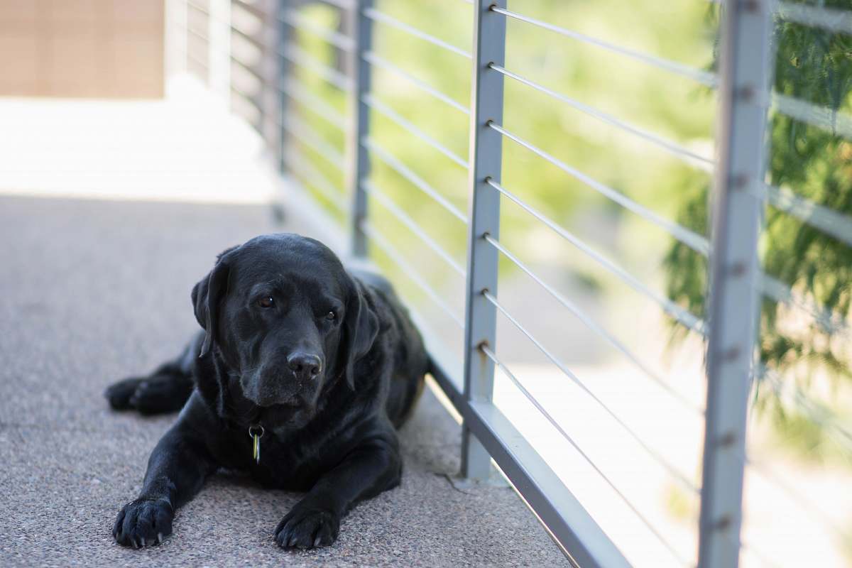 animal adult black Labrador retriever lying on concrete floor near gray metal handrail canine
