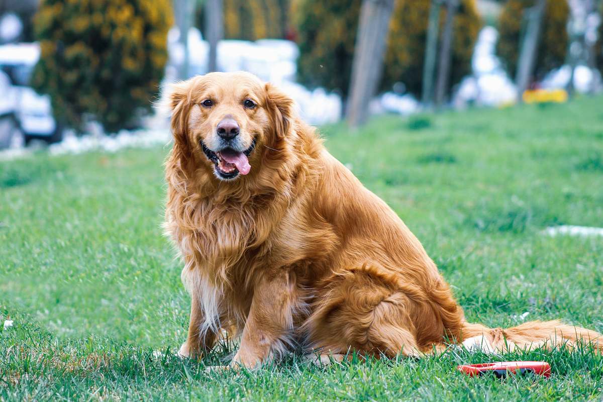 canine adult brown dog on grass golden retriever