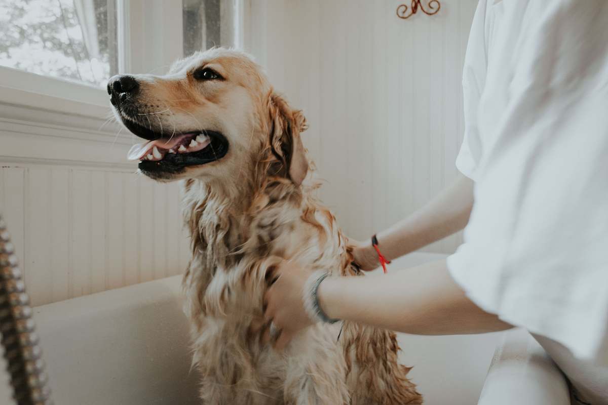 pet adult golden retriever taking a bath animal