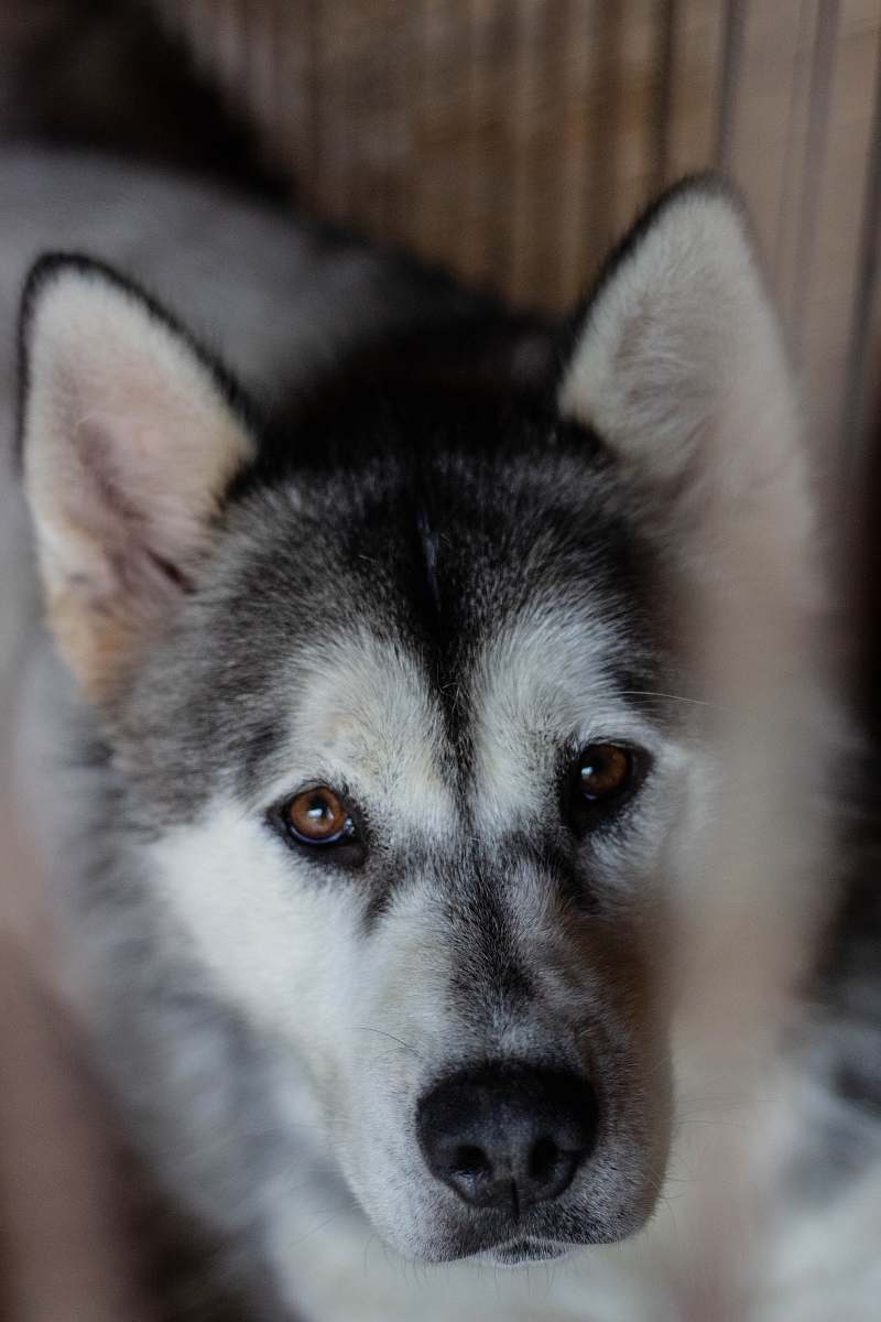 pet adult white Siberian husky husky
