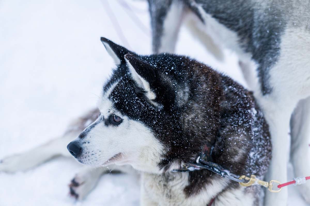 canine black and white Siberian husky husky