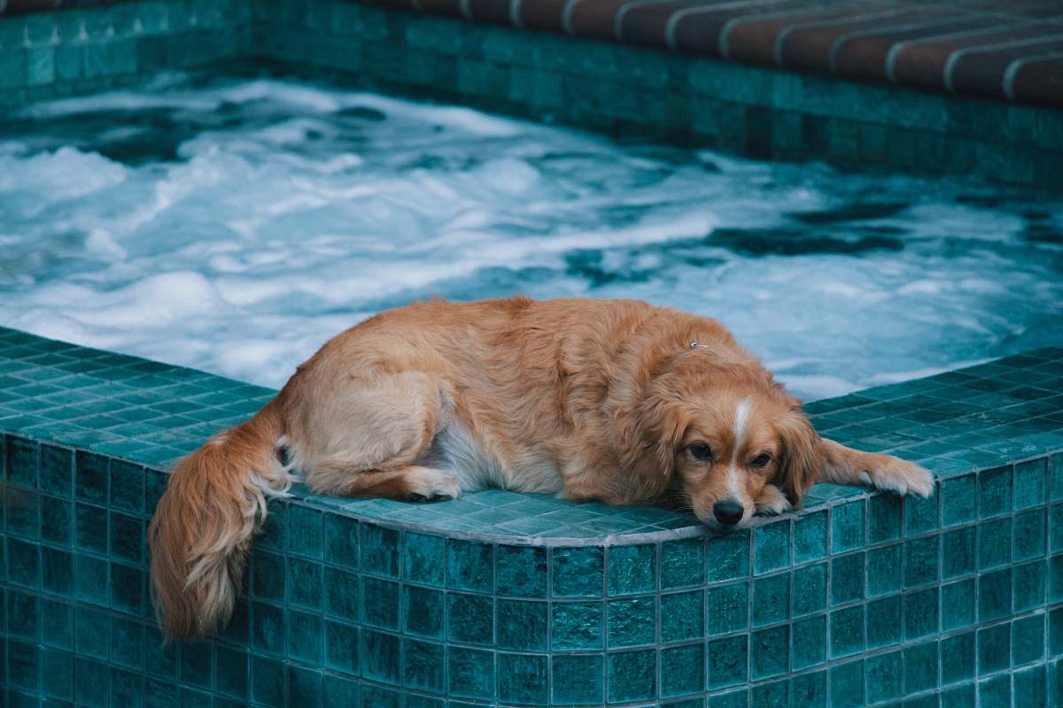 pet brown dog lying on edge of hot tub during daytime canine