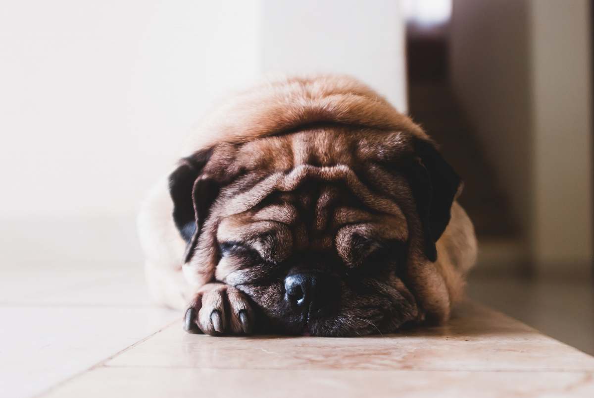 pet shallow focus photography of adult fawn pug canine