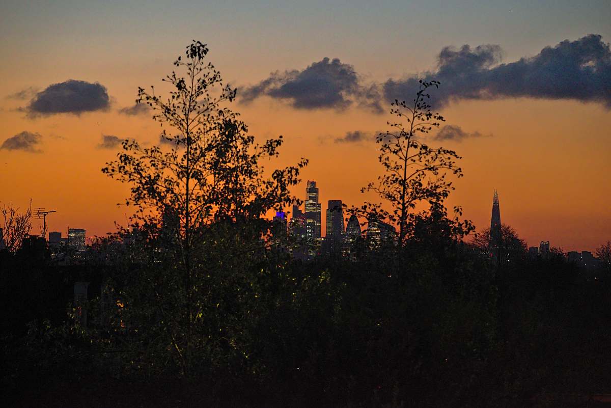 nature silhouette of trees during golden hour sky