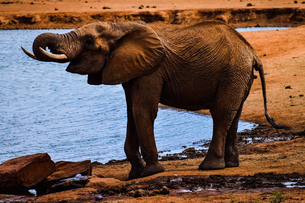 animal elephant near body of water during daytime wildlife