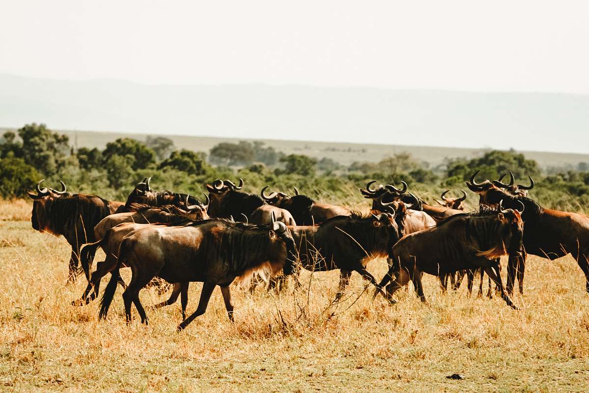 nature herd of animal grassland