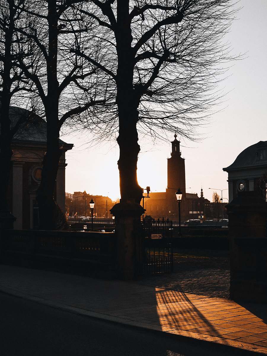 light silhouette of buildings and bare trees during sunet sunlight