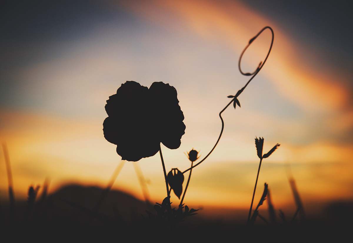 plant silhouette of plants at sunset weed