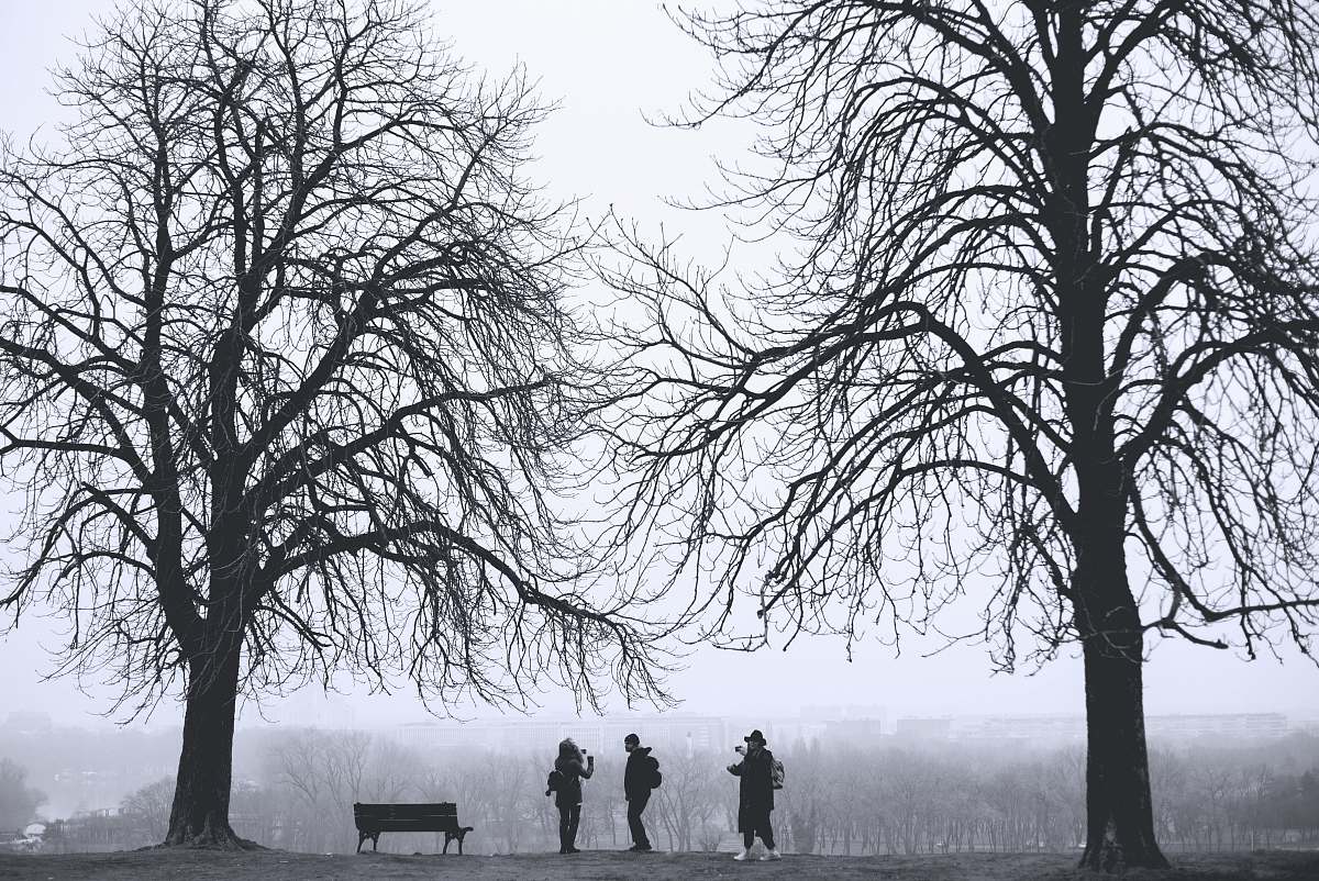 tree silhouette of three person standing between leafless trees at daytime park bench