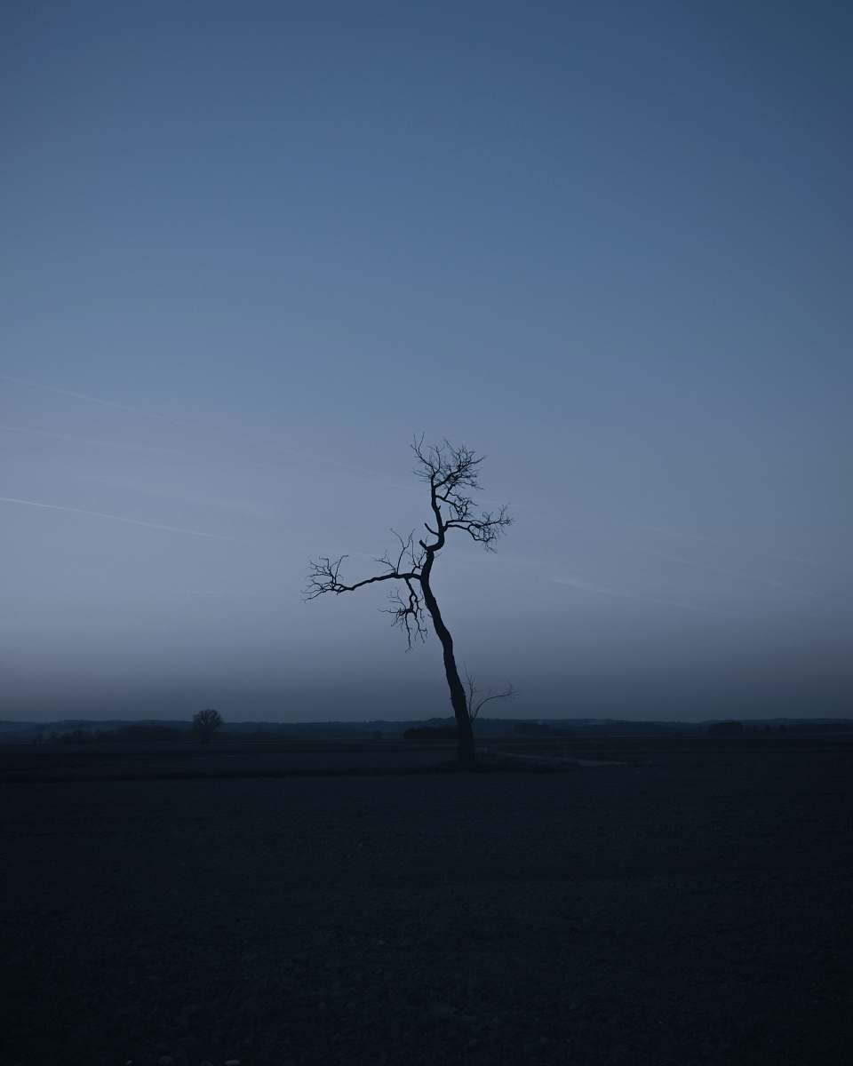 plant bare tree tree
