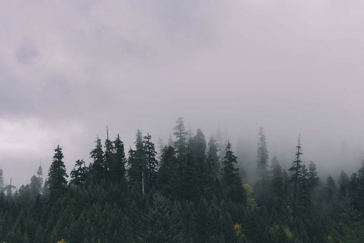 forest forest under the cloudy sky photographyt trees