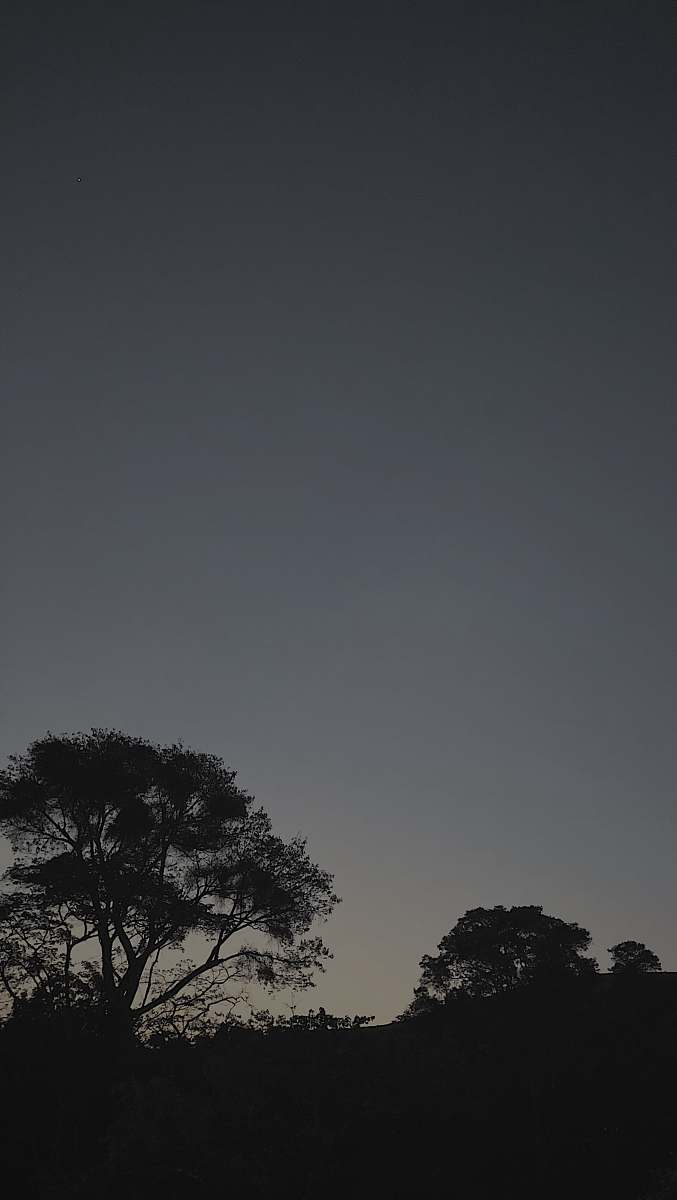 nature silhouette of tree under gray sky during daytime outdoors