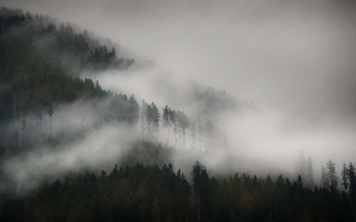 fog trees with fog pfunds