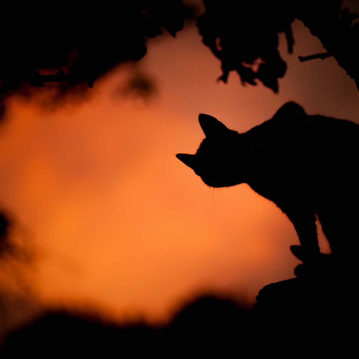cat silhouette photo of a cat animal