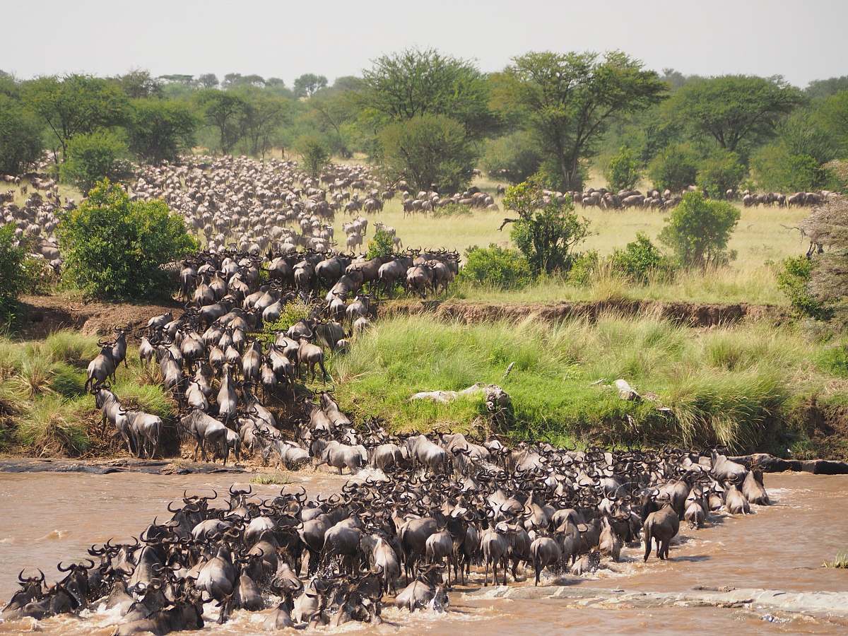 animal herd of bulls bird