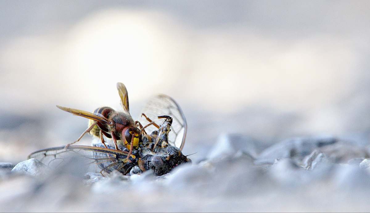 insect brown bee andrena