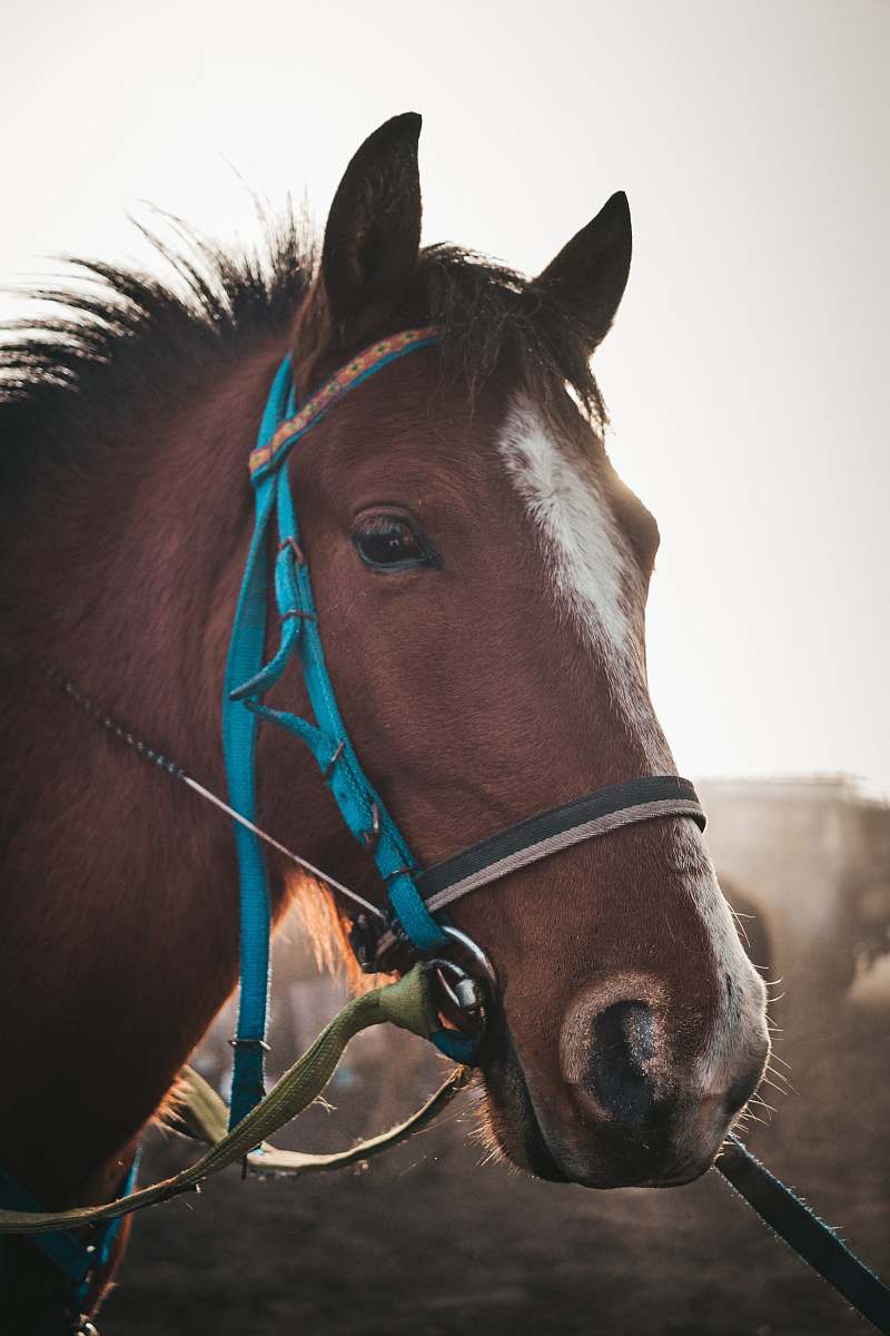 animal brown horse during day mammal