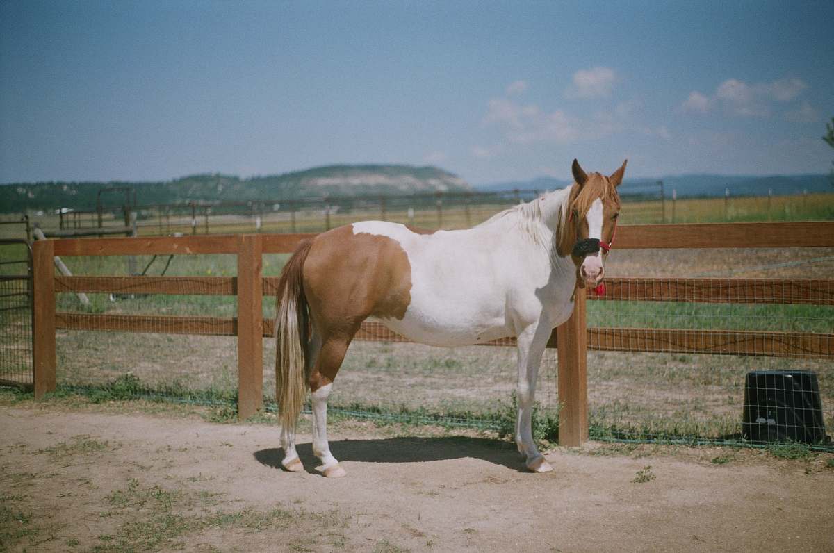 animal photo of white and brown coated horse mammal