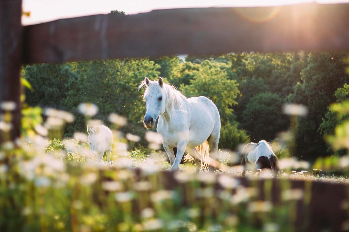 animal white hose on barn meadow