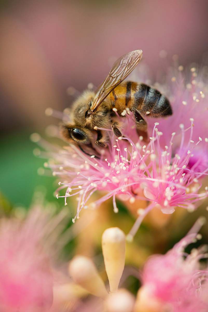bee bee on a pink flower honey bee