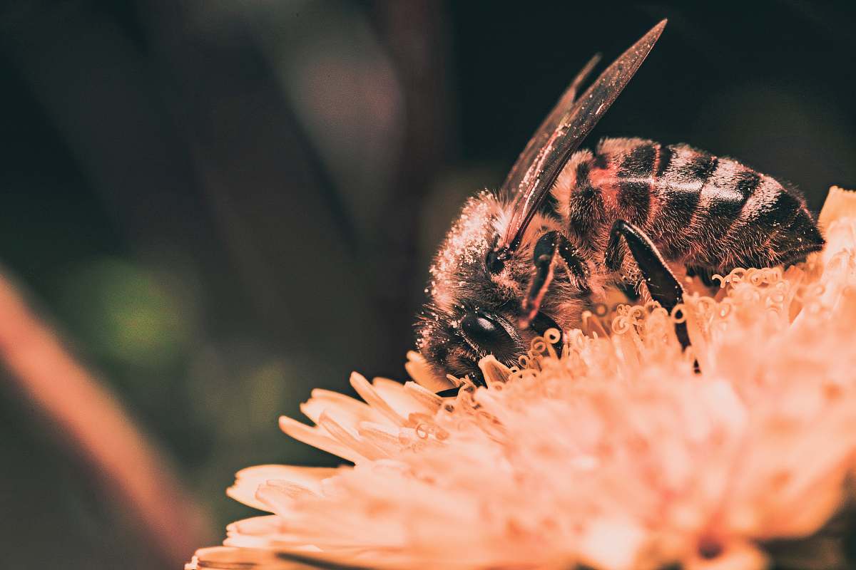 bee selective focus photography of bee on top of flower invertebrate