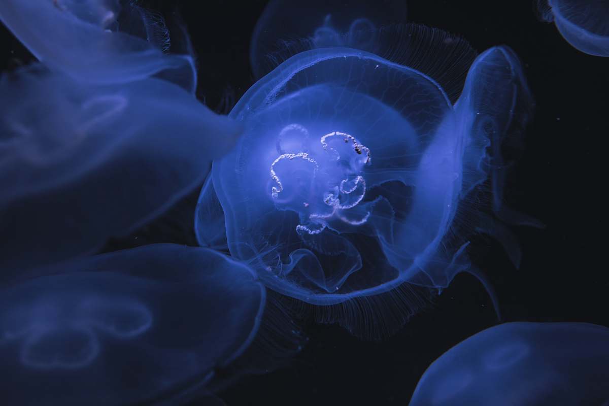 animal purple and black smoke sea life