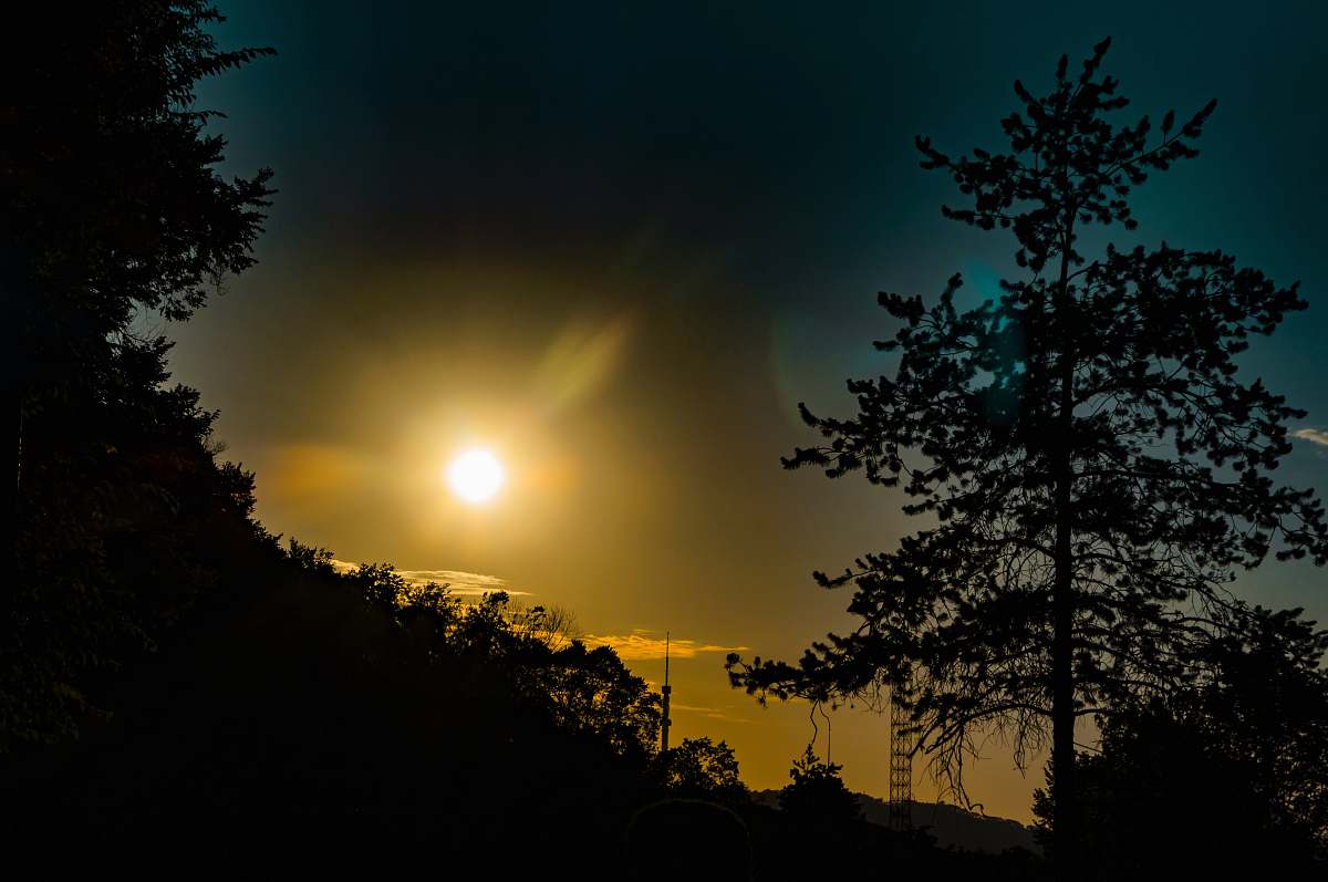 flare silhouette photography of trees during golden hour sunlight