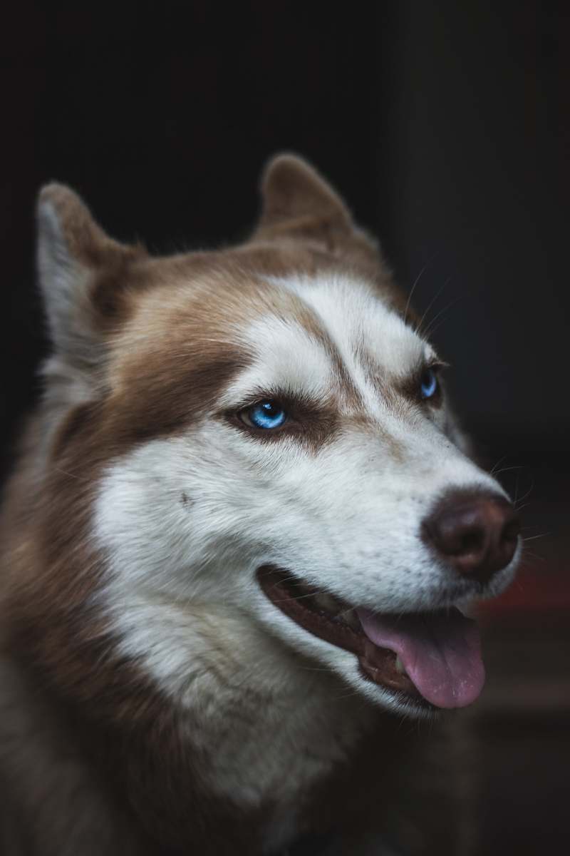 husky adult white and brown Siberian husky dog
