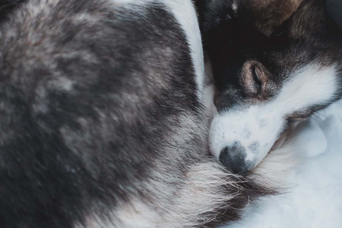 dog black and white dog husky