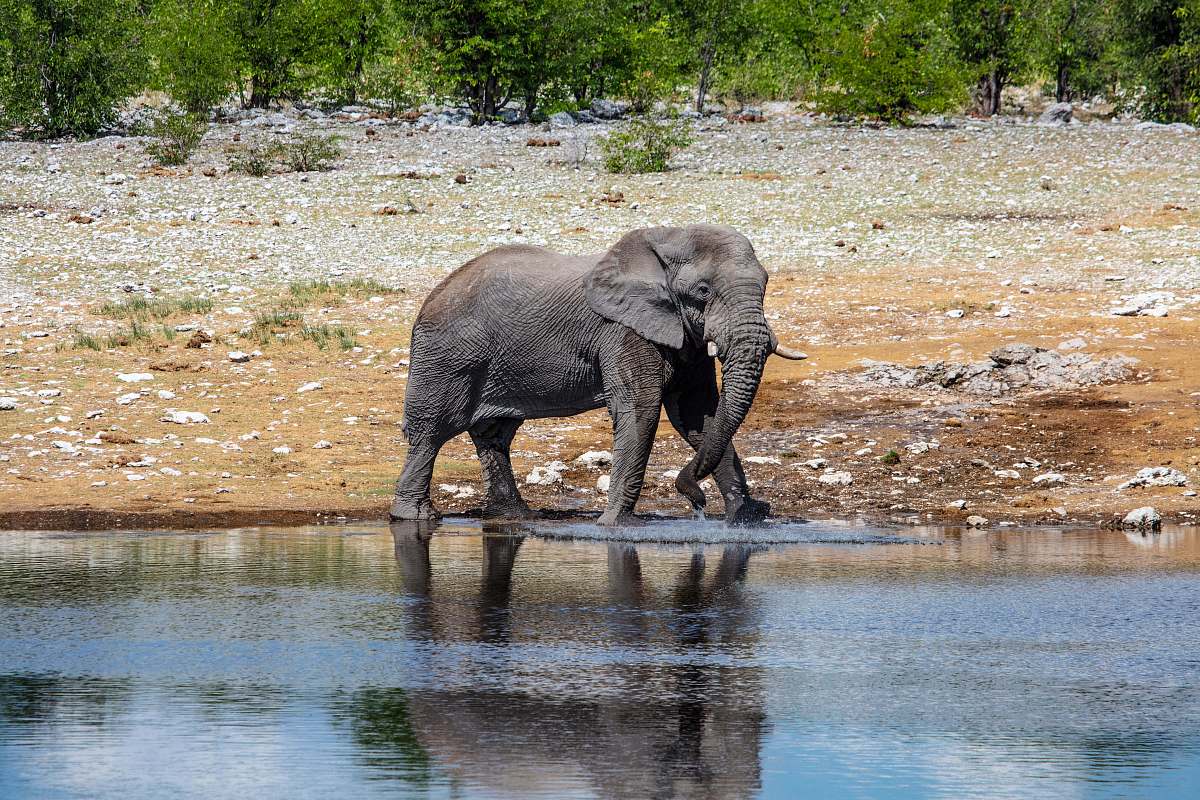 animal black elephant walking on body of water during daytime elephant