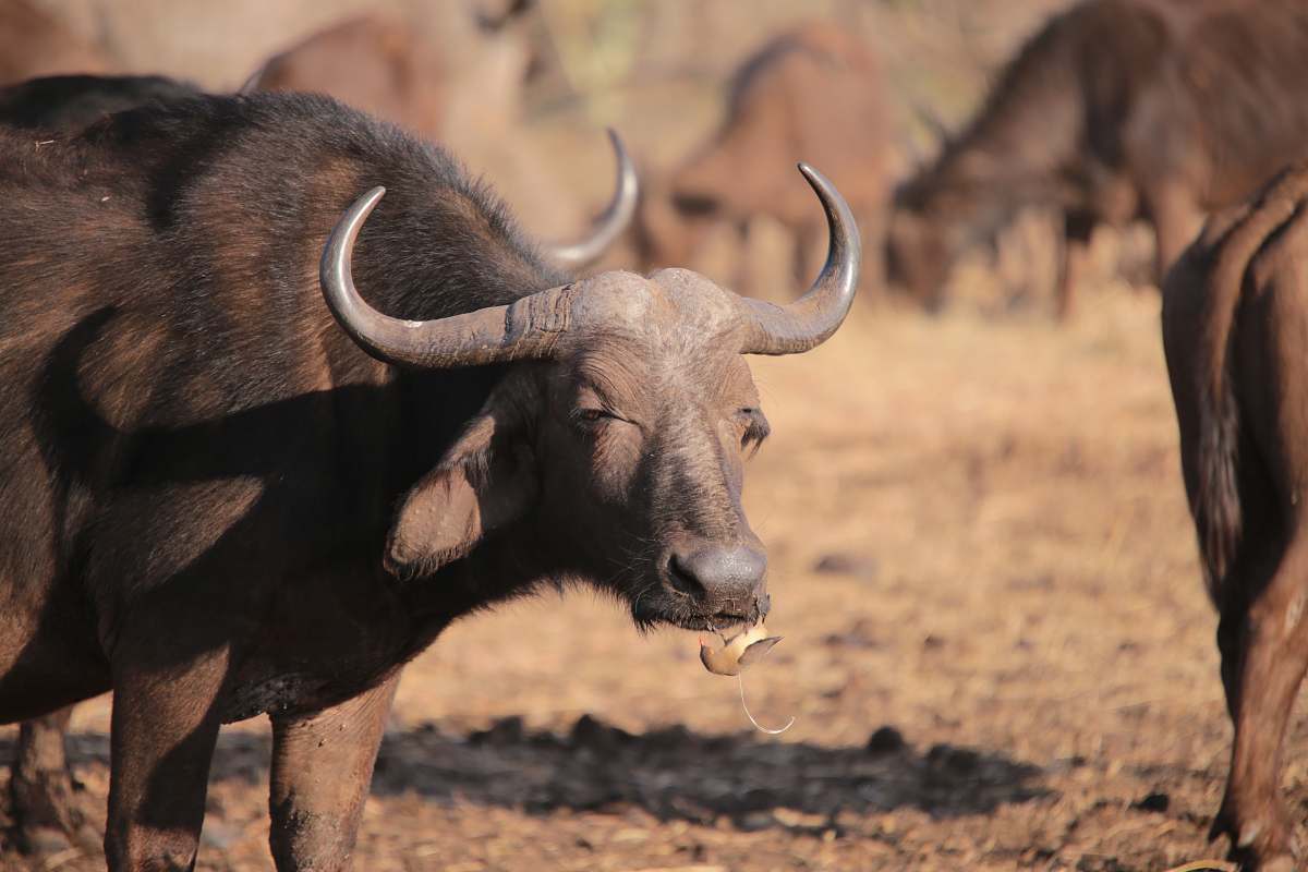 cattle black water buffalo cow