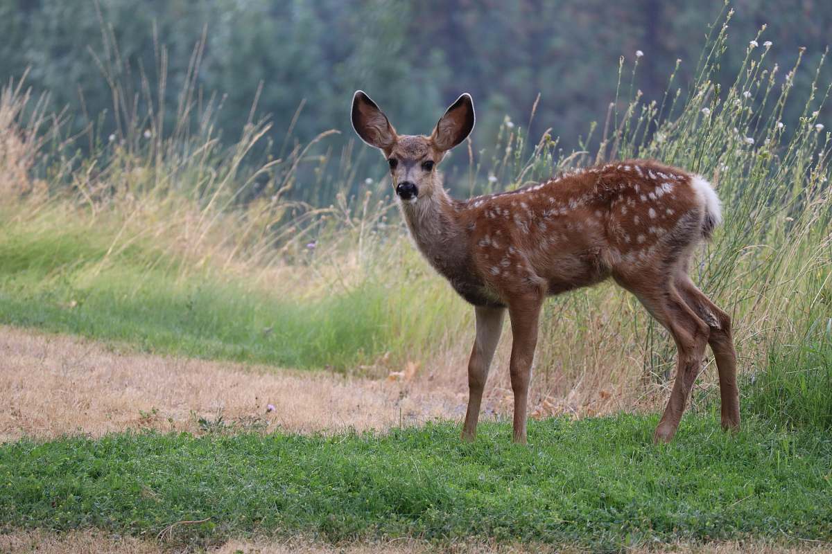 wildlife brown deer standing on green grass field antelope